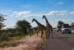 Namibia_April_2025 (17/79)